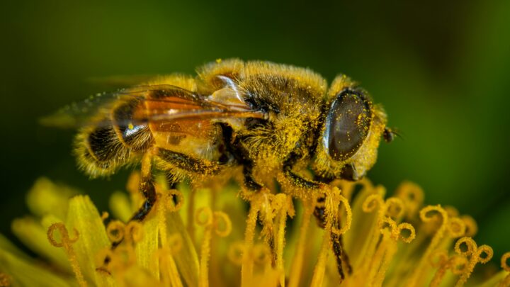 Pszczeli pyłek kwiatowy – naturalne superfood