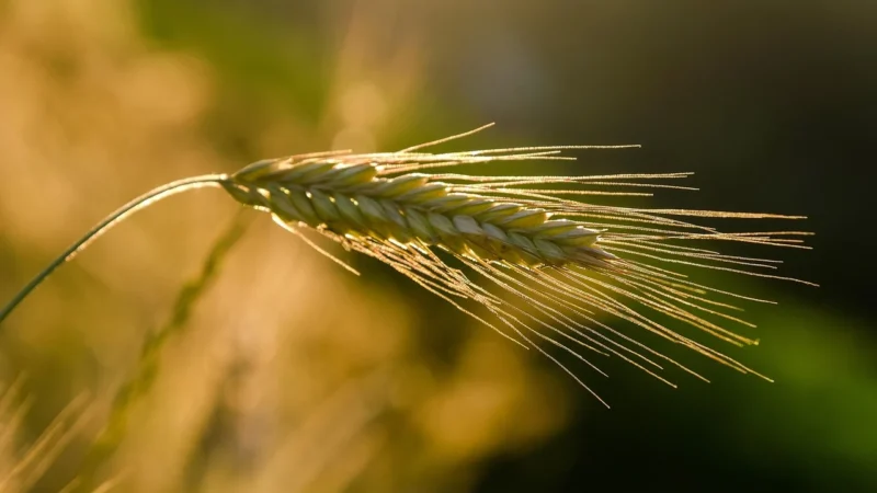 Babalscy Płatki zbożowe żytnie BIO 300g