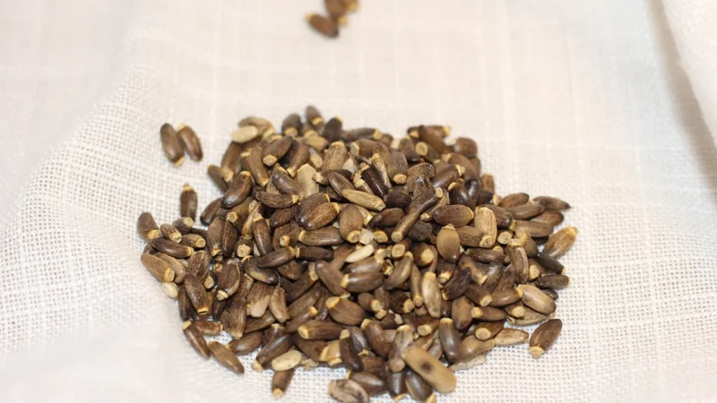 Bartnik Miód Spadziowy 250g