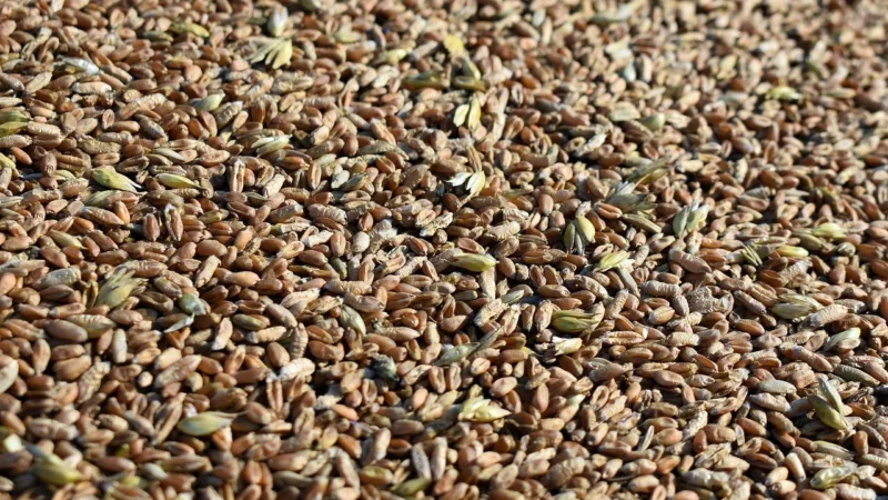 Cosmoveda Żyto BIO 1kg