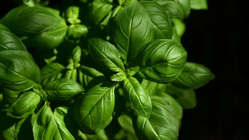 Czubryca zielona NMR — sekret świeżych smaków w Twojej kuchni