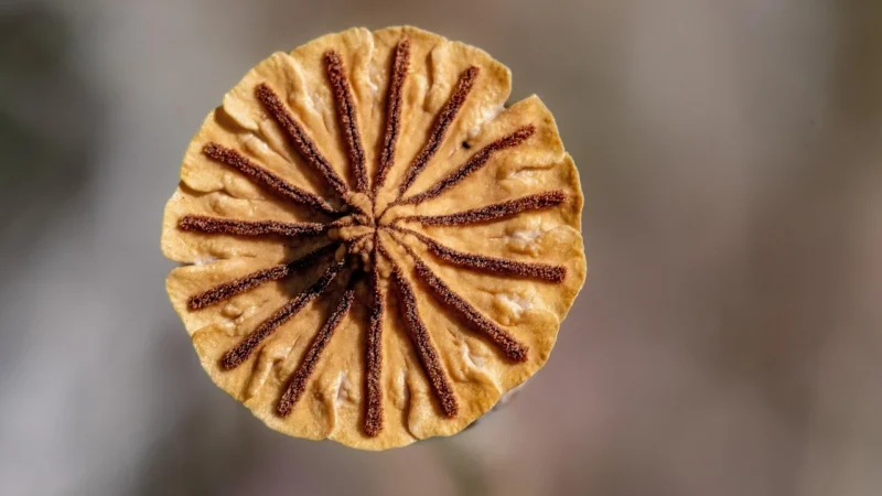 Kozieradka nasiona mielone 100g Natura Wita