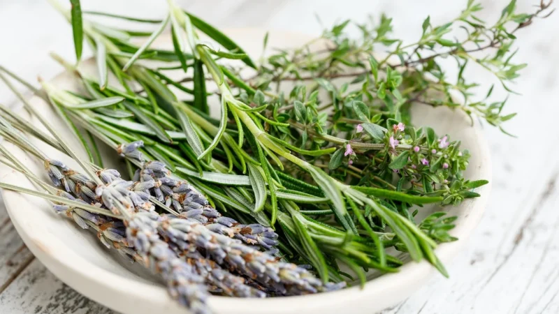 Natura Wita Gojnik ziele 50g