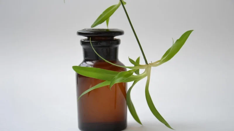 Natura Wita – Tarnina kwiat 50G