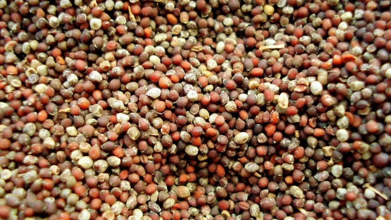 Rafex Gorczyca biała 1kg