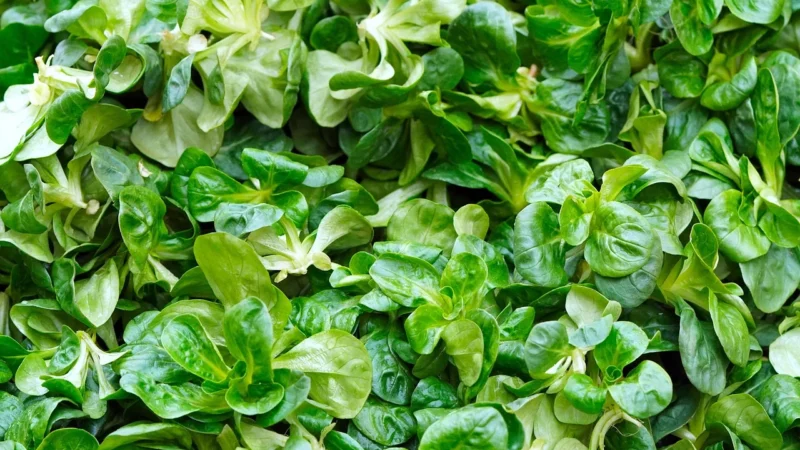 Roszponka Świeża Niemyta Bio około 0,10kg